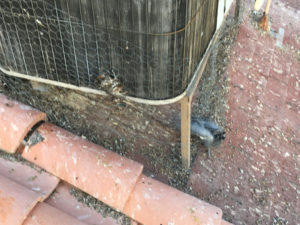 Pigeon Droppings on AC Unit 4