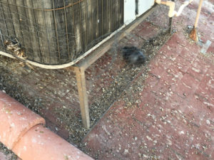 Pigeon Droppings on AC Unit 5
