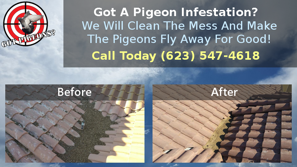 Pigeon Infestation Removal and Control