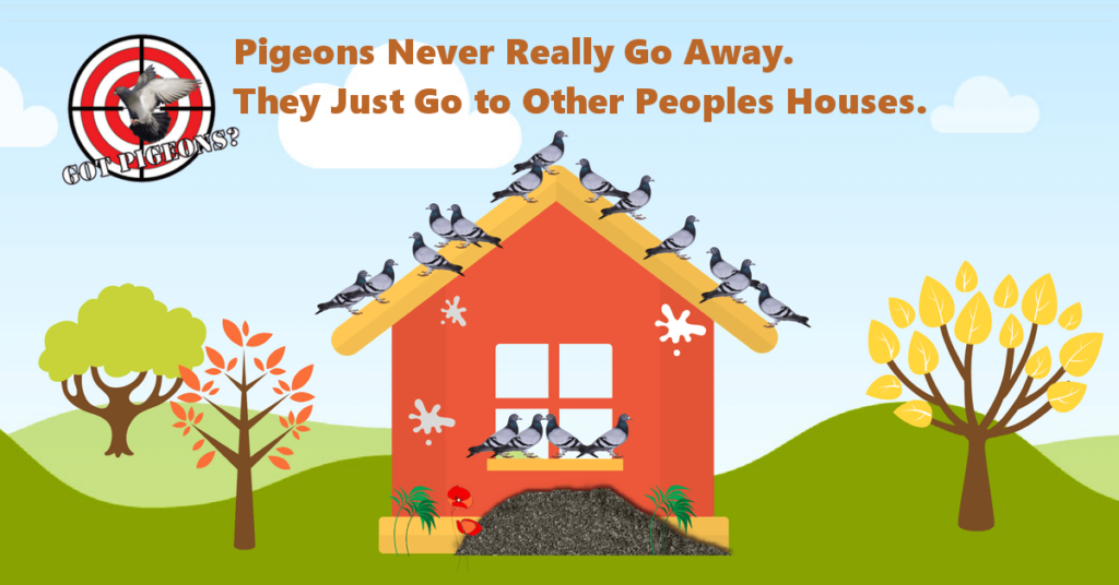 Pigeons Are Here To Stay