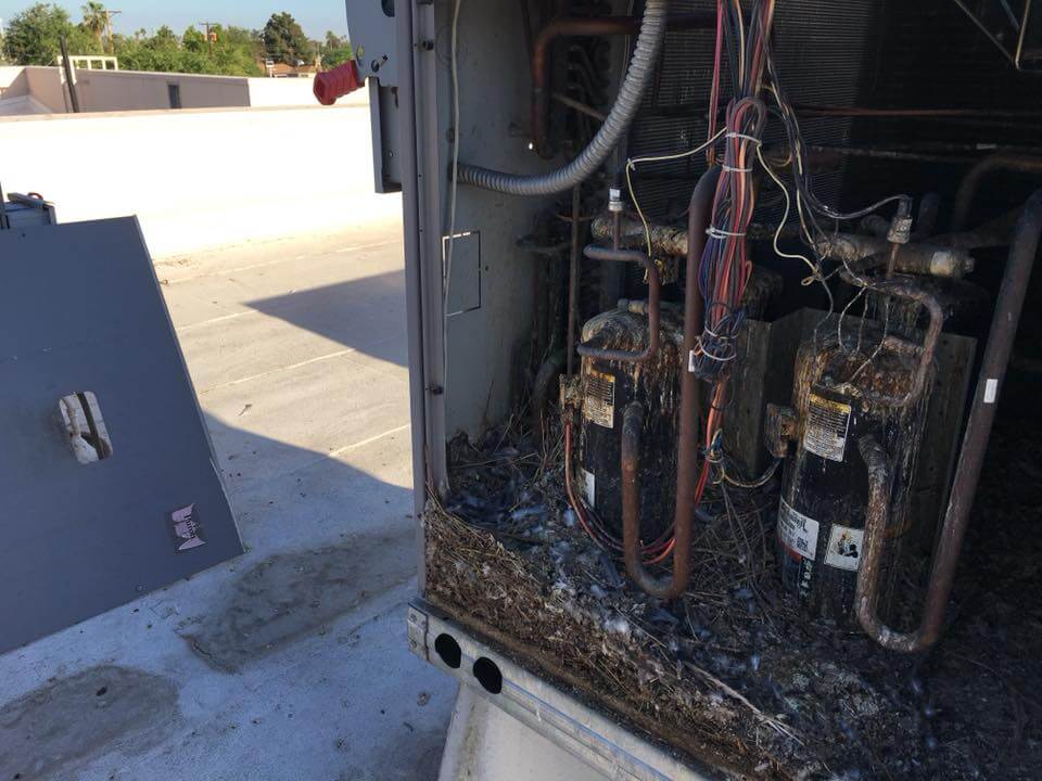 Rooftop AC Pigeon Droppings