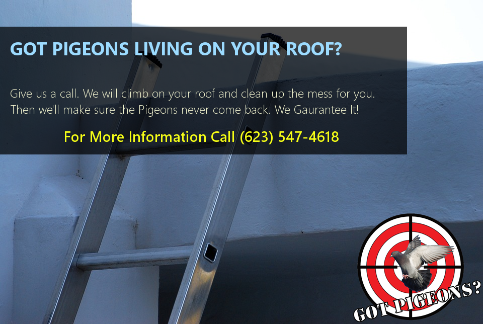 Do You Have Pigeons Living On Your Roof
