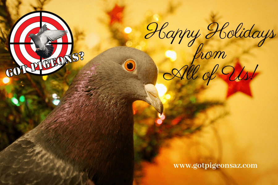 Happy Holidays from all of us at Got Pigeons