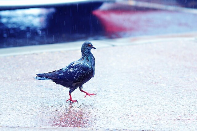 Pigeon in the rain