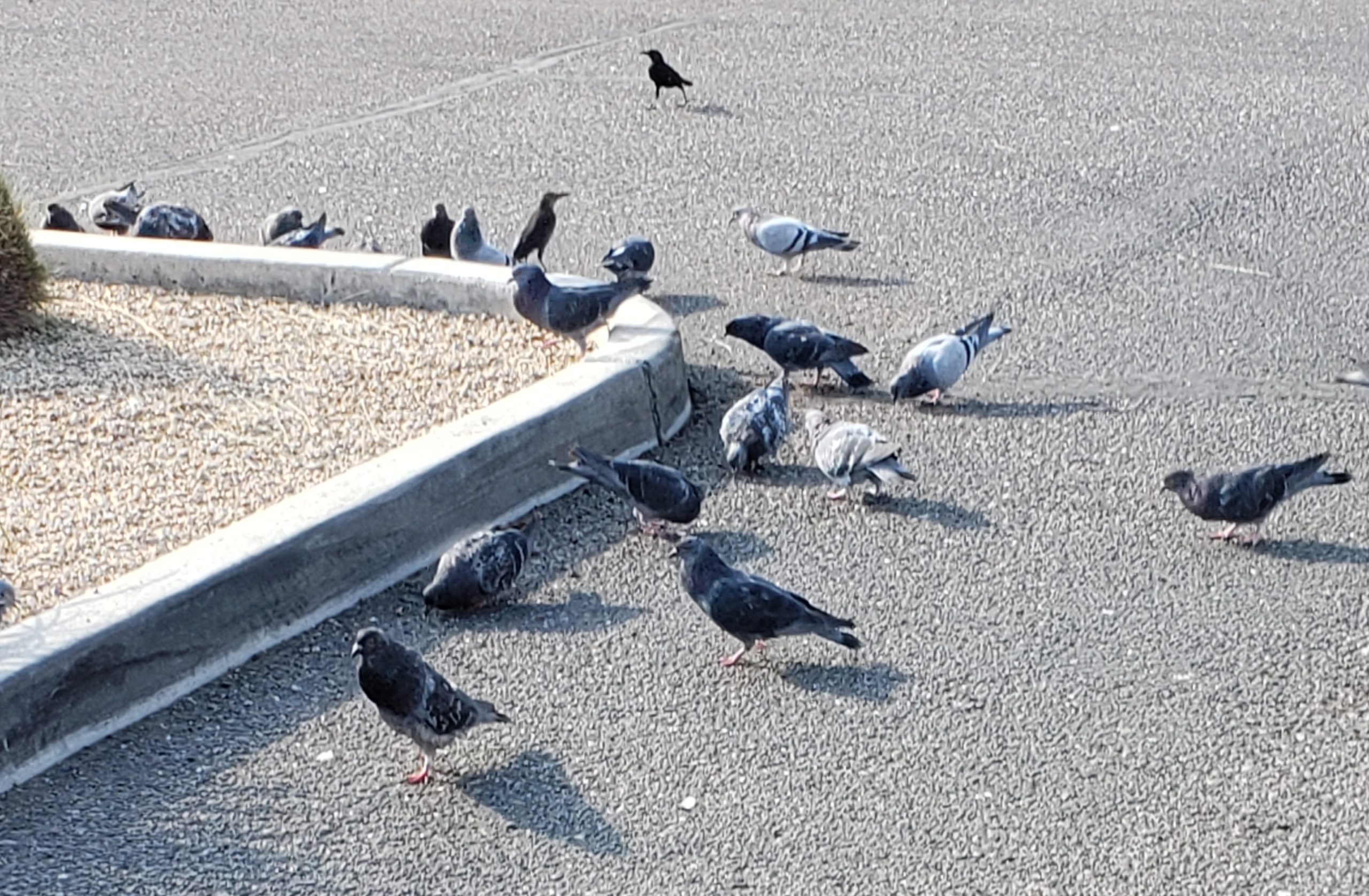 Homeless Pigeons