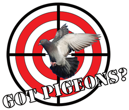 Got Pigeons?